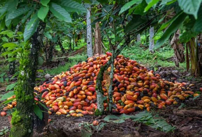 Rota do Cacau em Ilhéus: como é a visita a uma fazenda de cacau