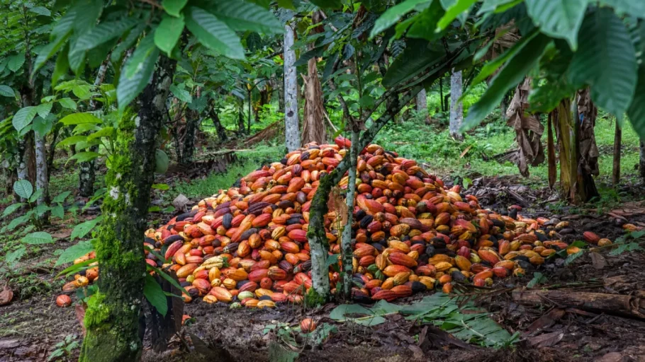 Rota do Cacau em Ilhéus: como é a visita a uma fazenda de cacau